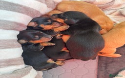 Miniature Dachshund dogs for sale: Beautiful miniature dachunds smooth/long coat - Image 14