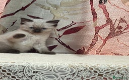 Ragdoll cats for sale: Cute ragdoll🌹🤎 - Image 15