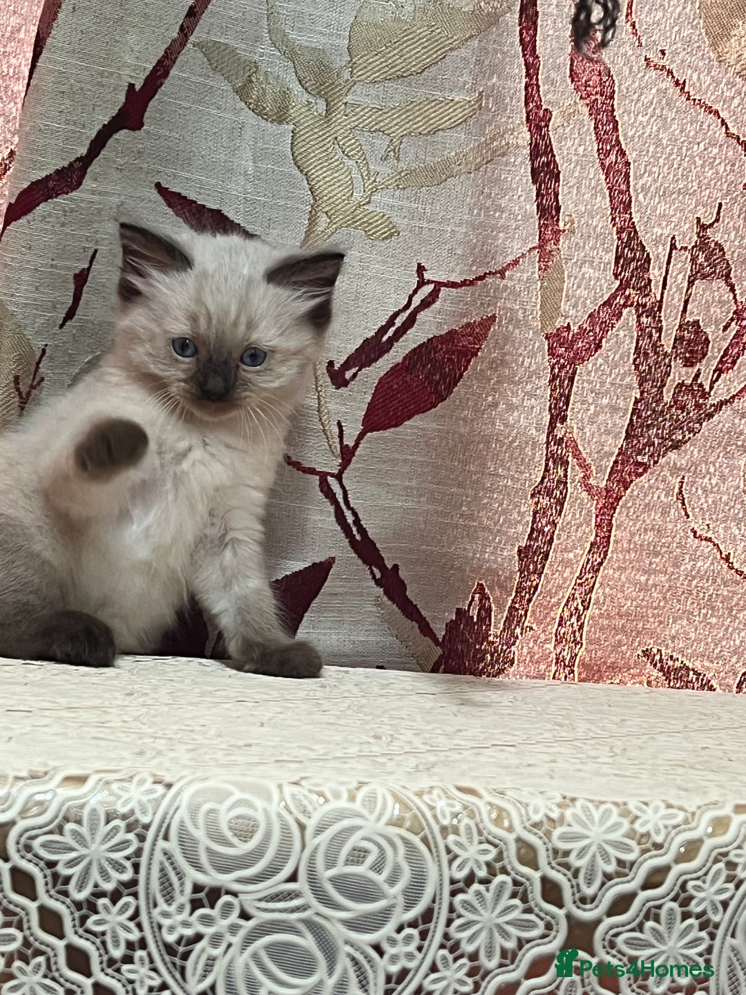 Ragdoll cats for sale: Cute ragdoll🌹🤎 - Image 15