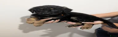 Mixed Breed 2
