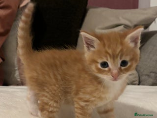 Mixed Breed cats Maine coon cross kittens - Advert 2