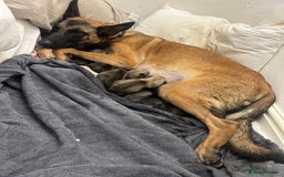Belgian Shepherd Dog dogs for sale: Belgian Malis for sale  - Image 9