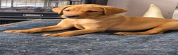 Labrador Retriever dogs for sale: Fox red labs for sale - Advert 9