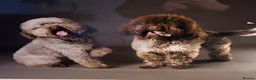 Lagotto Romagnolo dogs for sale: Lagotto Romagnolo puppies in Bangor - Advert 1