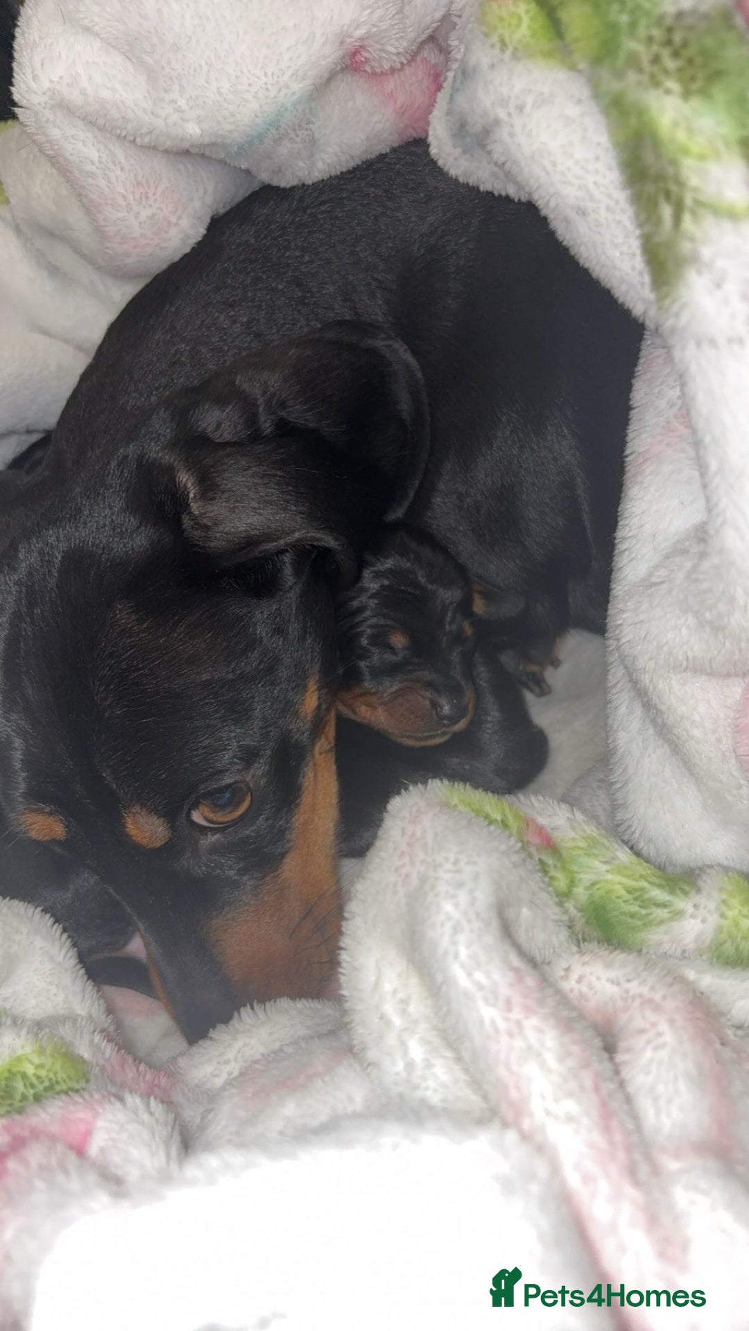 Miniature Dachshund dogs for sale: 6 Gorgeous Miniature Dachshunds for sale🩷💙 - Advert 2