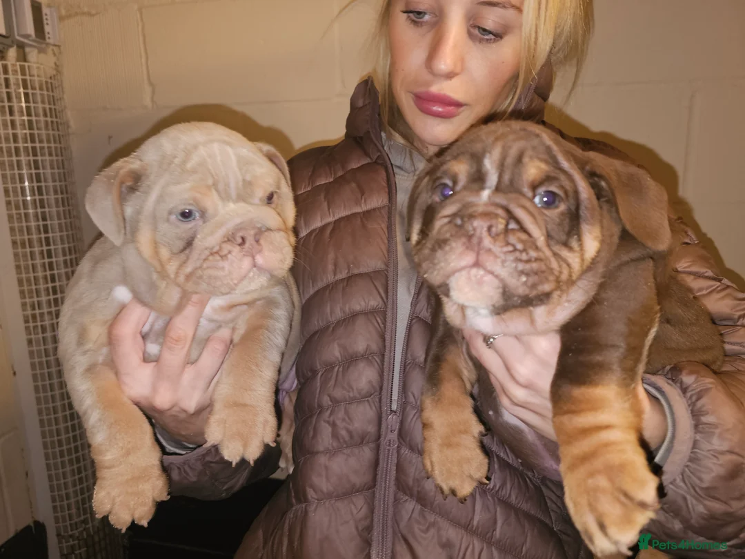 English Bulldog dogs for sale: English bulldog pups for sale - Advert 17