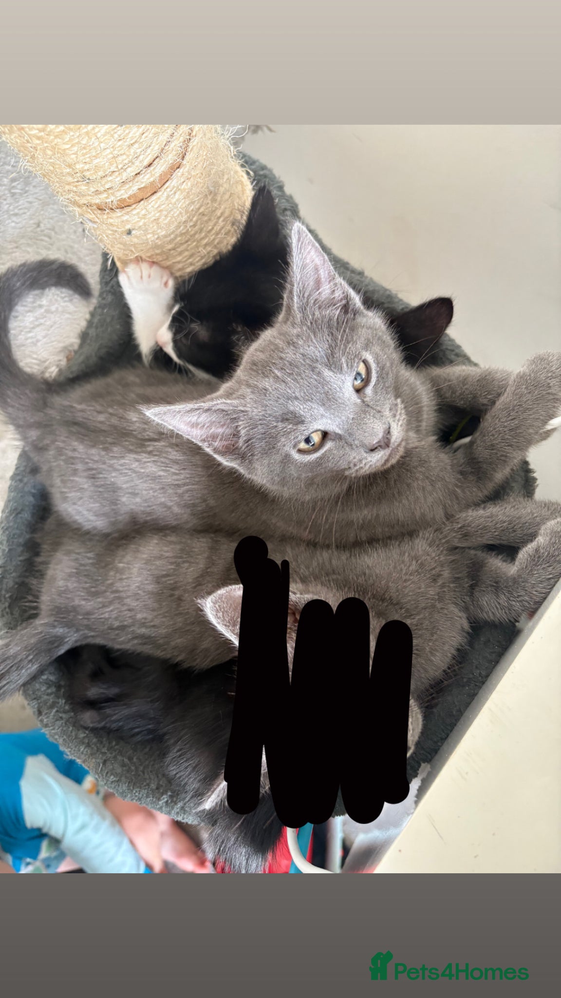 British Shorthair cats Male grey British short hair - Advert 1