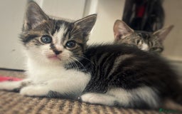 Mixed Breed cats for sale: Beautiful kittens  - Image 4