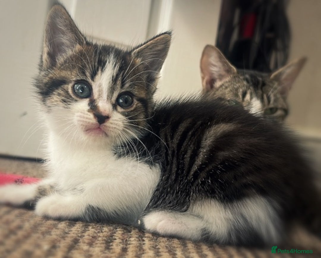 Mixed Breed cats for sale: Beautiful kittens  - Image 4