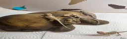 Bearded Dragon reptiles for sale: Baby Bearded Dragons. Visual Dunners & Hypos - Advert 38