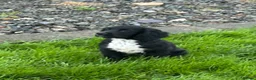 Cocker Spaniel dogs for sale: Cocker spaniel boy - Advert 4