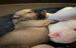 Mixed Breed dogs for sale: Bulldach Puppies - Image 13