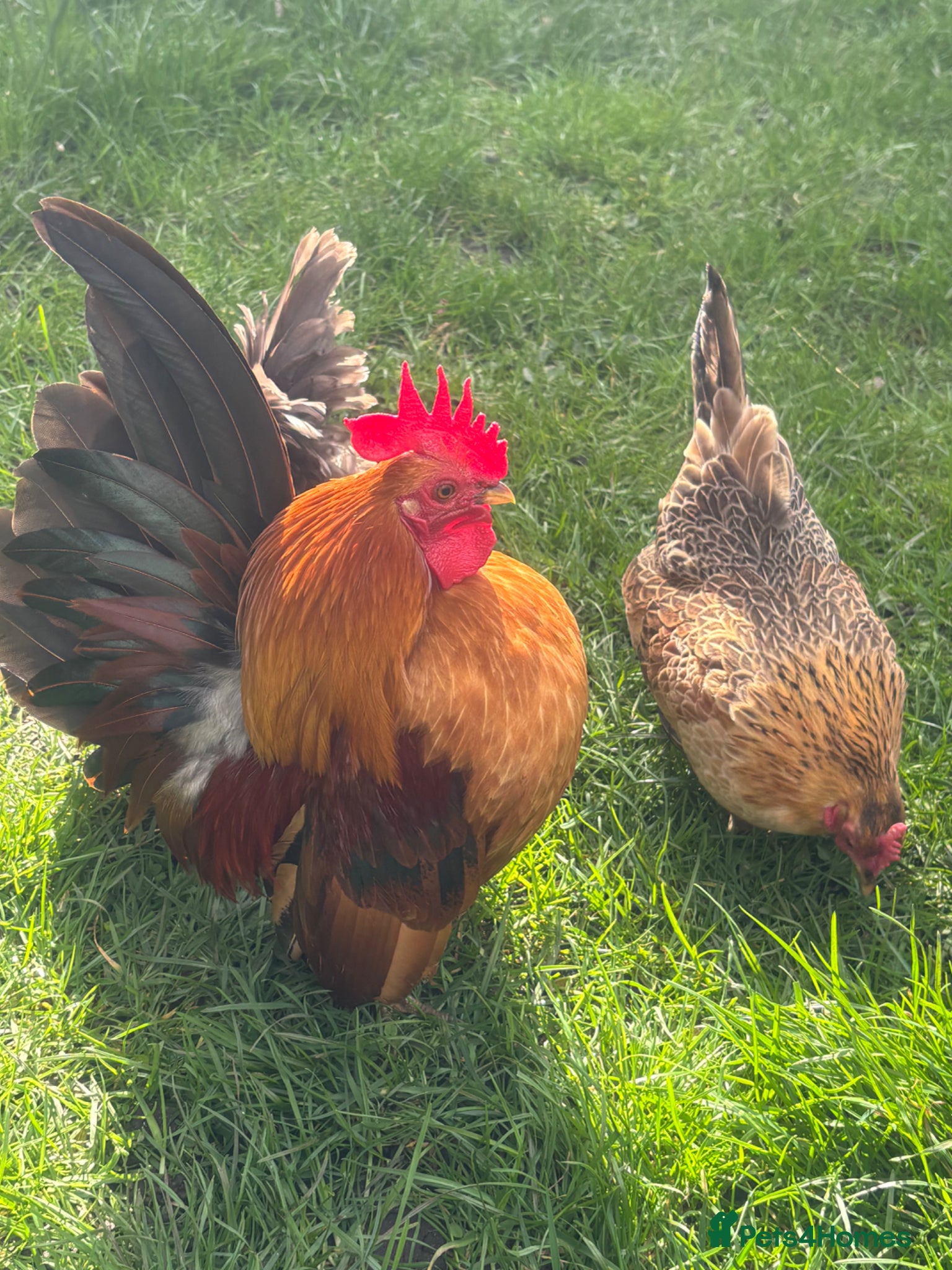 Chickens poultry Serama hatching eggs, Polish bantam chicks - Advert 6