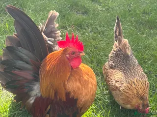 Chickens poultry Serama hatching eggs, Polish bantam chicks - Advert 6