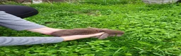 Mini Lop rabbits for sale: Beautiful mini lops - Advert 4
