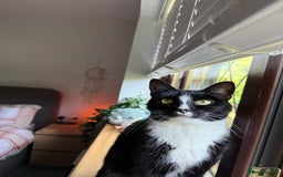 American Shorthair cats for sale: Suki the sweetheart - Image 1