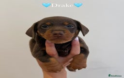 Dachshund dogs for sale: dachshund puppy’s for sale - Image 12
