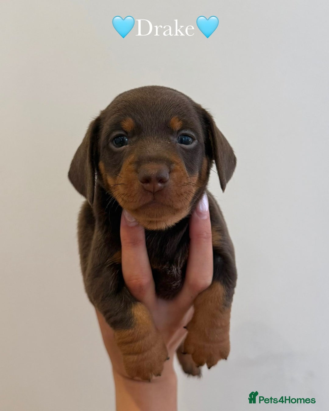 Dachshund dogs for sale: dachshund puppy’s for sale - Image 12