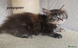 Maine Coon cats for sale: Maine Coon Kittens Tortie/Torbie Russian lines - Image 32