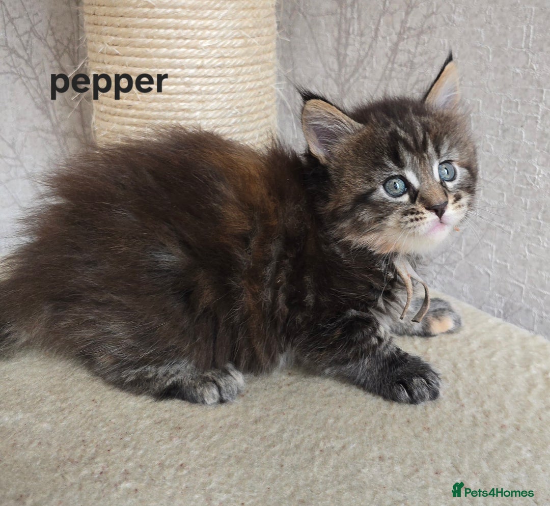 Maine Coon cats for sale: Maine Coon Kittens Tortie/Torbie Russian lines - Image 32