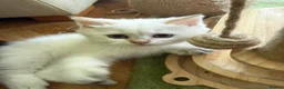 British Longhair cats for sale: Pure Bread British Longhair and Shorthair kittens - Advert 4