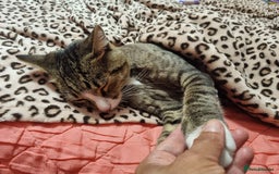 Mixed Breed cats for adoption: TOM a friendly & proud boy who needs a Loving Home - Advert 31