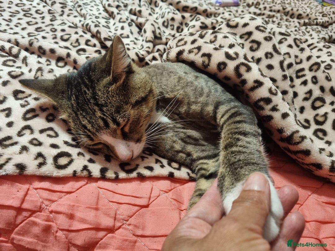 Mixed Breed cats for adoption: TOM a friendly & proud boy who needs a Loving Home - Advert 31