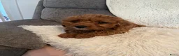 Cavapoo dogs for sale: Outstanding fox red cavapoo puppy - Advert 12