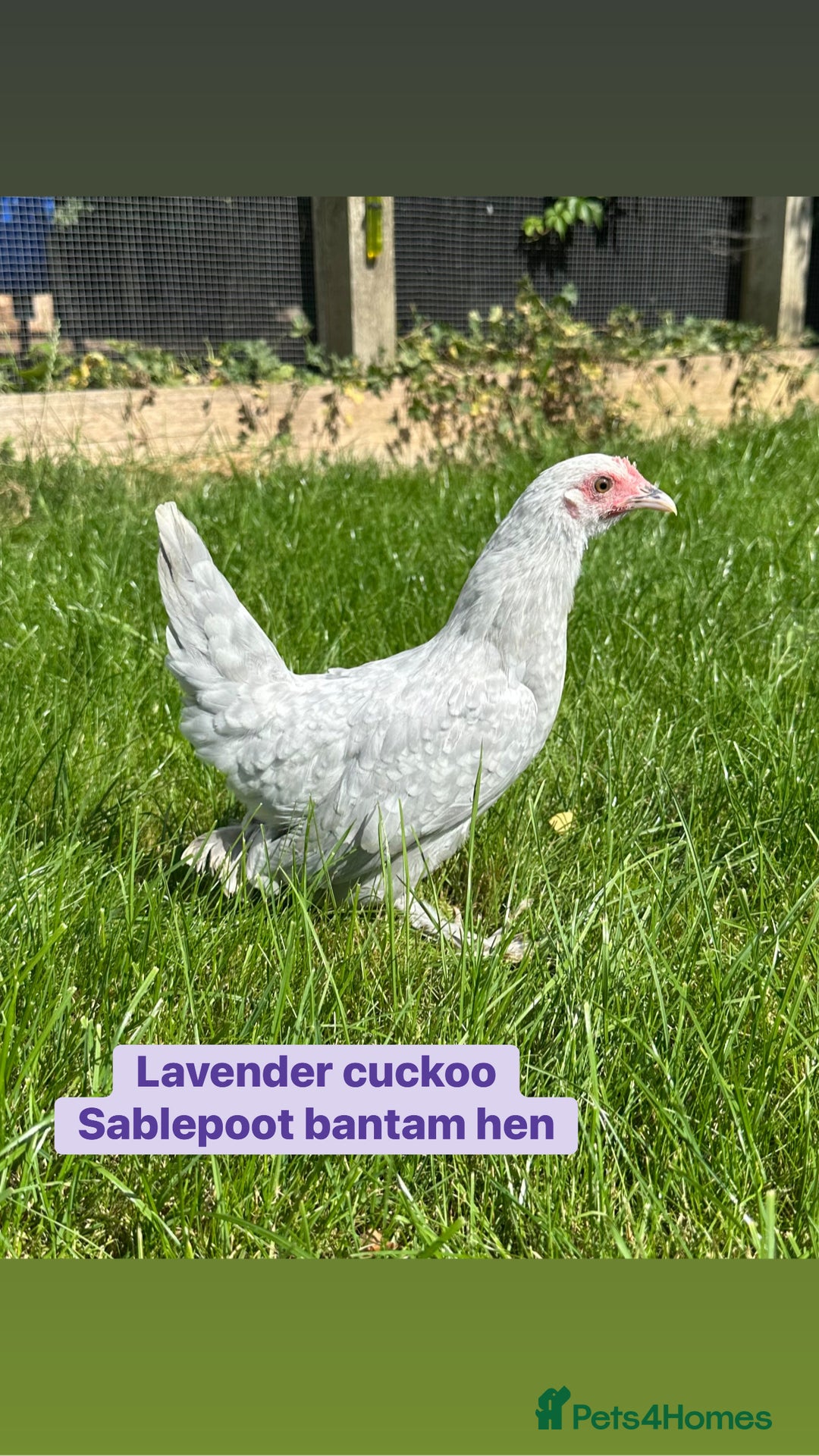 Chickens poultry for sale: Bantam hens at point of lay - Image 1