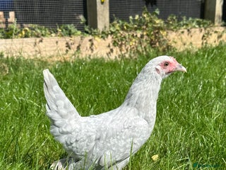 Chickens poultry - Advert 34
