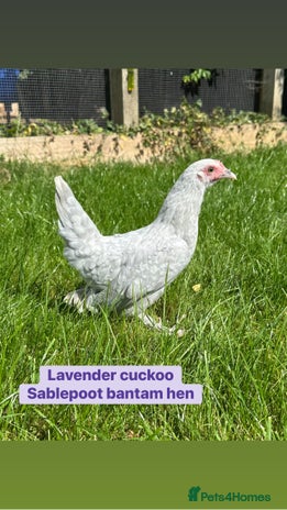 Chickens poultry - Advert 4