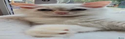 Ragdoll cats for sale: Beautiful Ragdoll Kittens available now - Advert 22