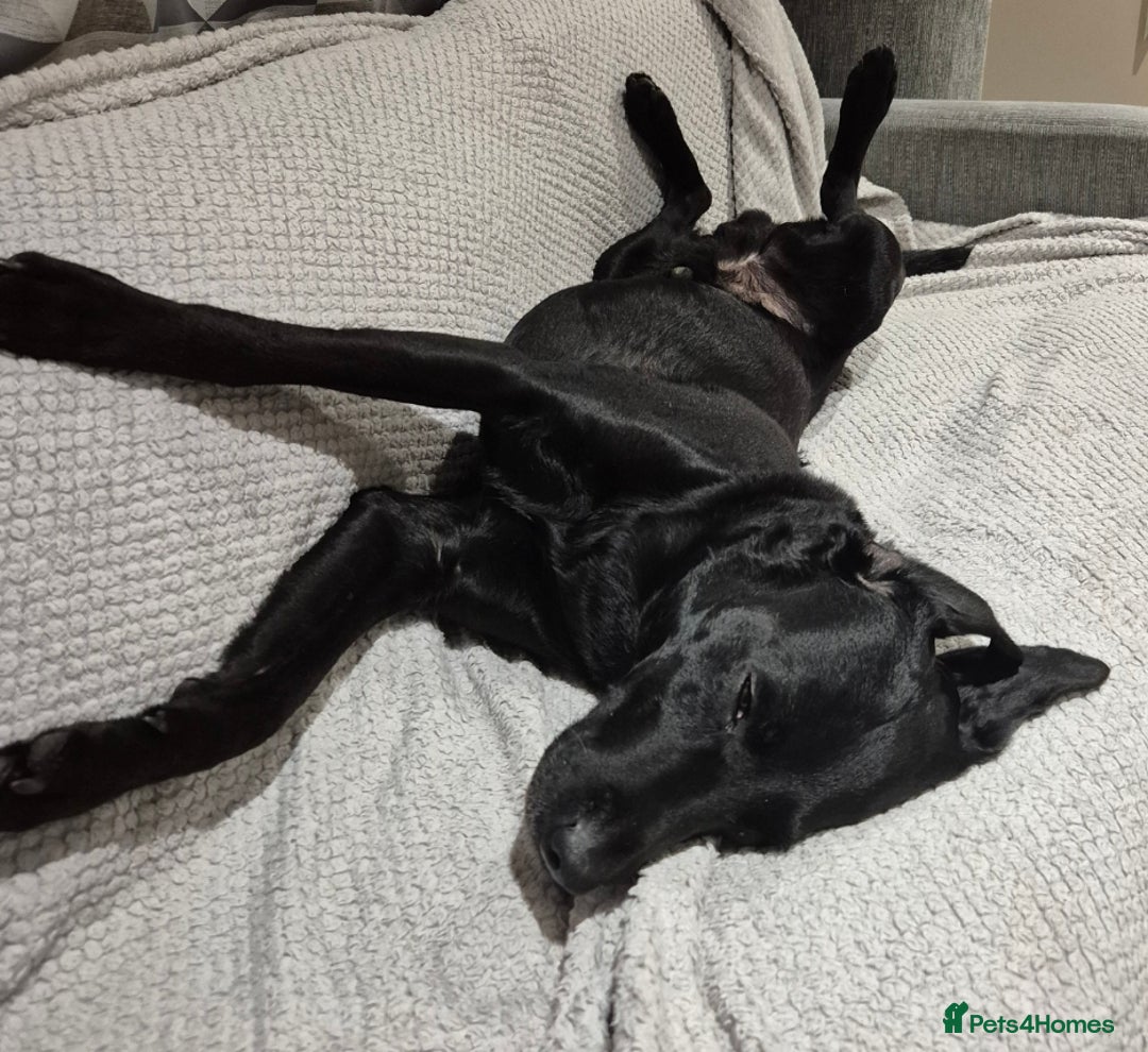 Labrador Retriever dogs for stud: Black kc registered stud proven  in Loughborough - Advert 4