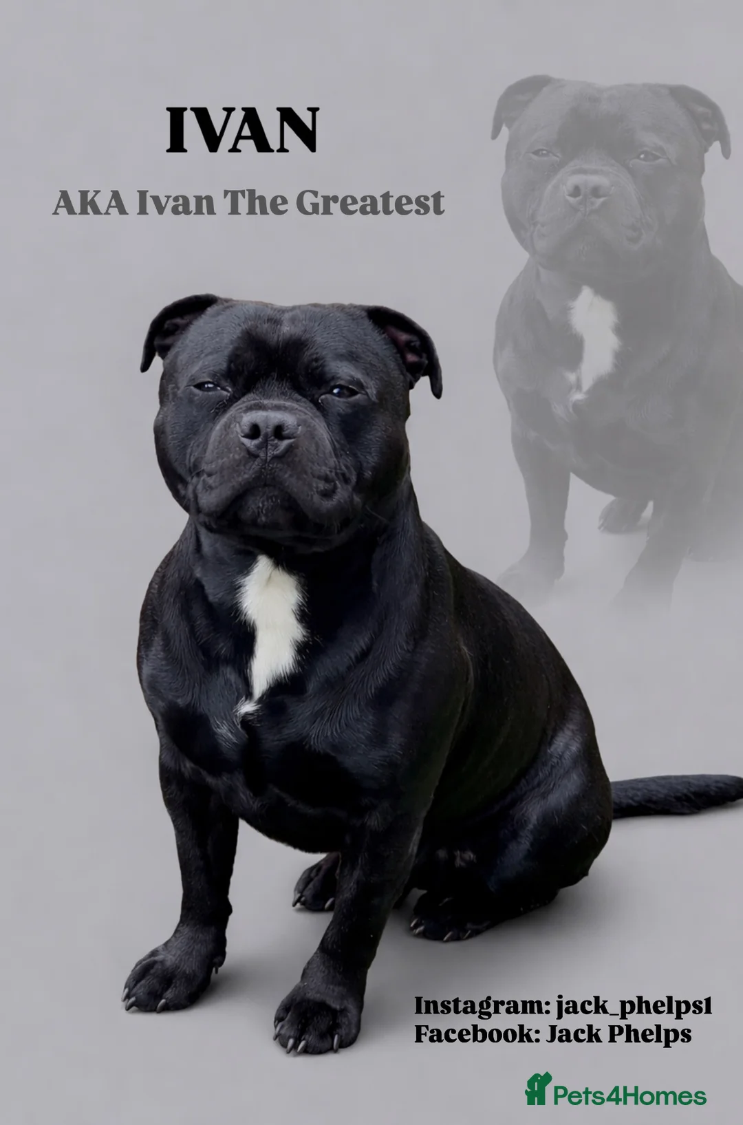 Staffordshire Bull Terrier dogs for stud: Ivan AKA Ivan The Greatest 🔥🔥 - Advert 1