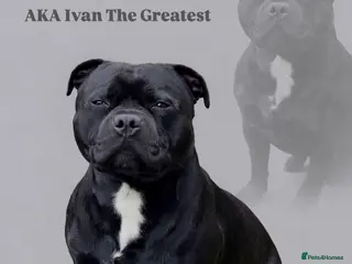 Staffordshire Bull Terrier dogs Ivan AKA Ivan The Greatest 🔥🔥 - Advert 2