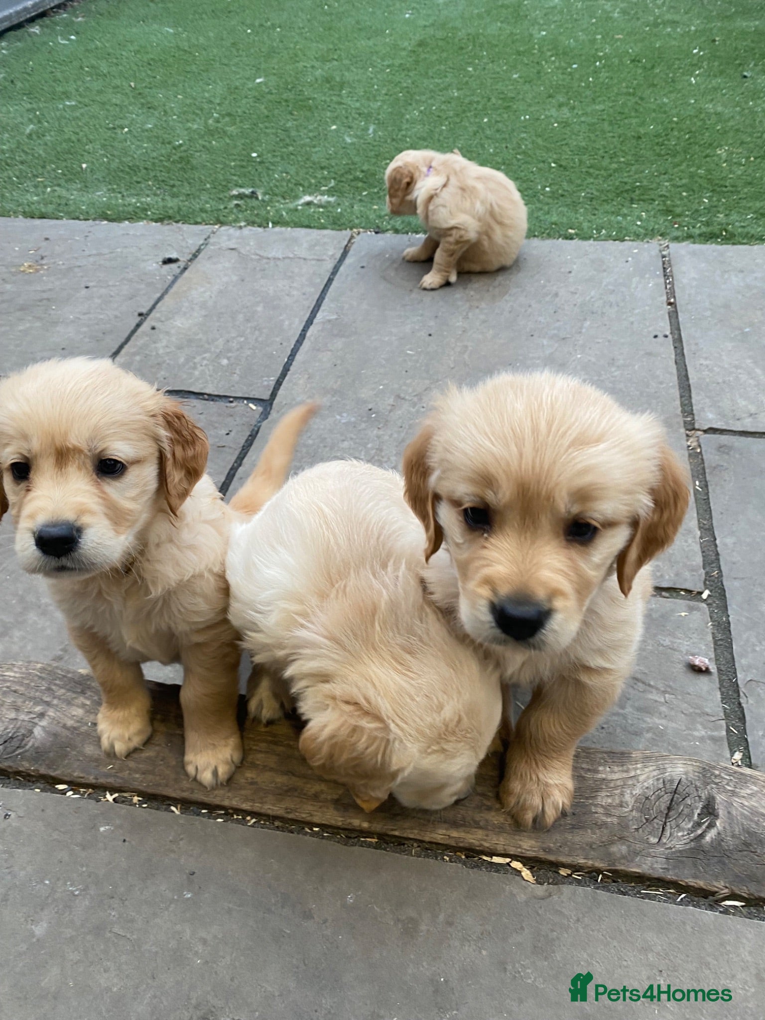 Golden Retriever dogs KC REGISTERED ®️ 5 STAR ⭐️ GOLDEN PUPPIES 🐶  - Advert 2