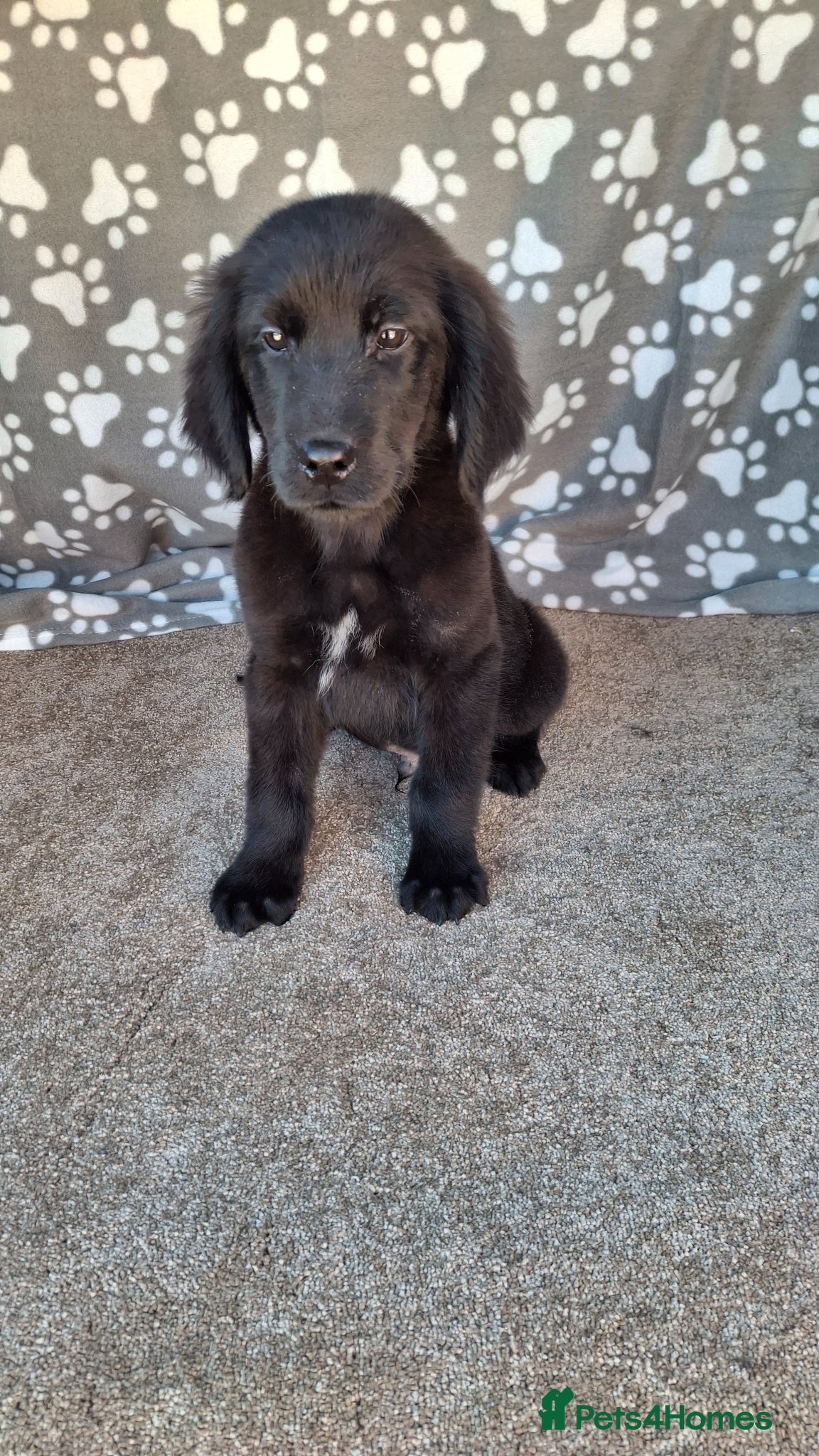 Mixed Breed dogs Flatcoated retriever x golden retriever puppies. - Advert 2