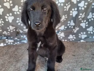 Mixed Breed dogs for sale: Health tested Flatcoat x golden retriever puppies. - Advert 2
