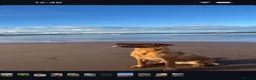 Labrador Retriever dogs for sale: Labrador puppies for sale - Advert 8