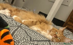 Maine Coon cats for sale: Bob The Cat 🐱 Maine Coon for sale! - Image 6