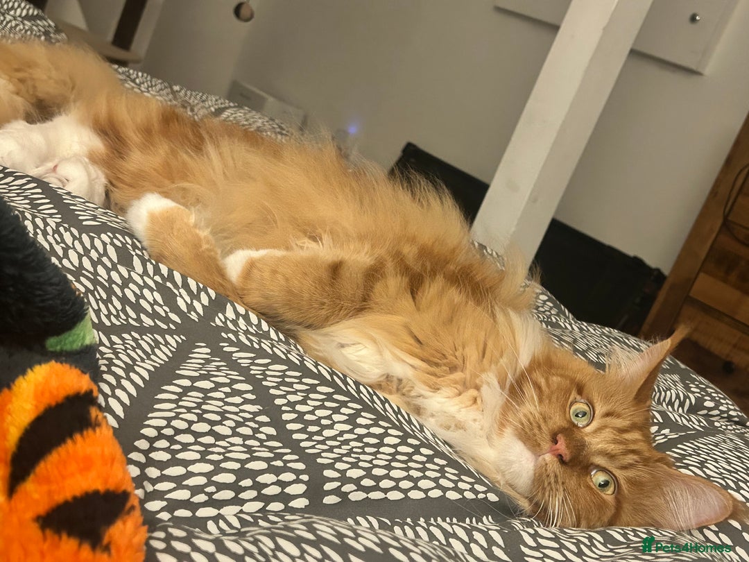 Maine Coon cats for sale: Bob The Cat 🐱 Maine Coon for sale! - Image 6