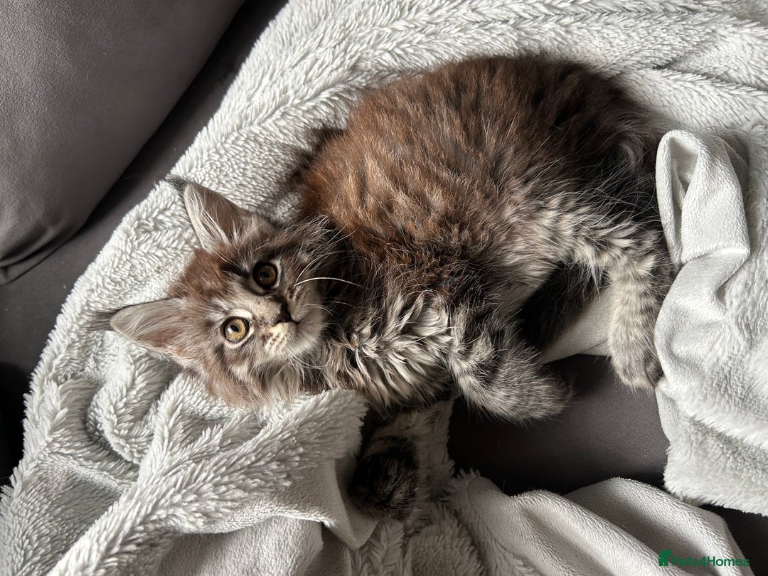 Maine Coon cats for sale: maine coon  - Image 9