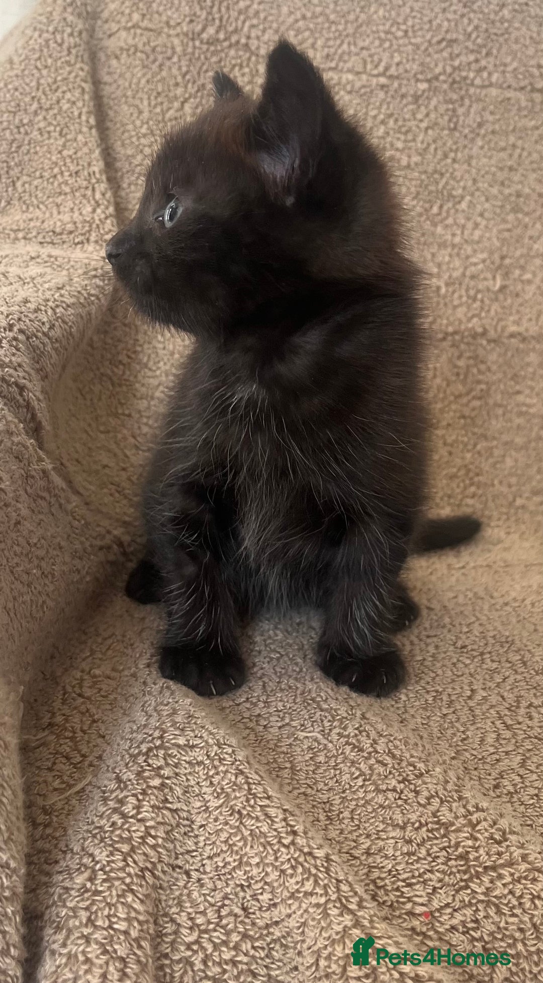 Norwegian Forest Cat cats for sale: 3 beautiful kittens  - Image 2