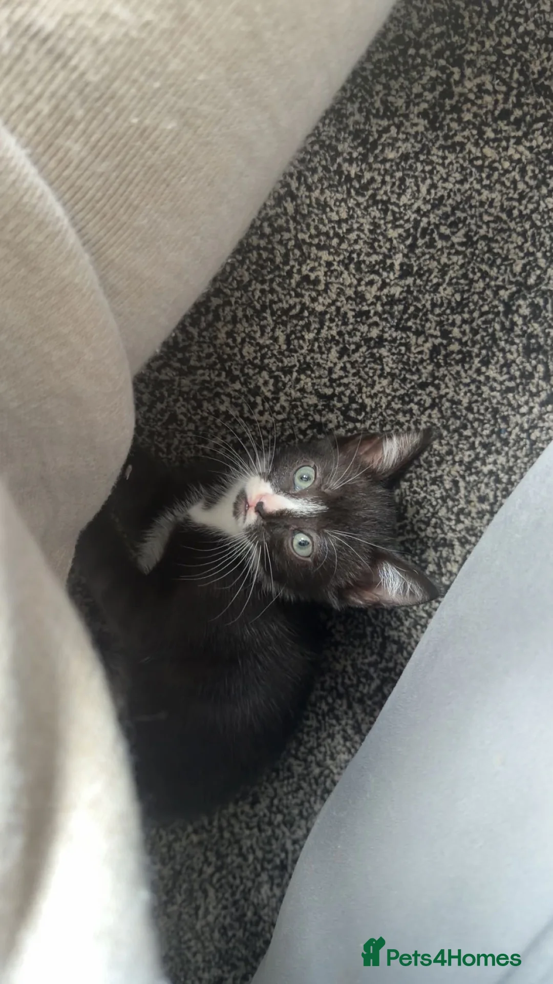 Mixed Breed cats for sale: Kitten and mother for sale  - Advert 6