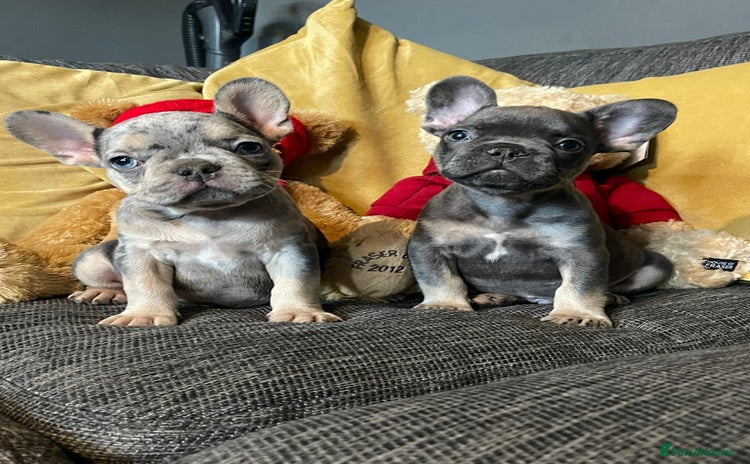 French Bulldog dogs - Advert 1