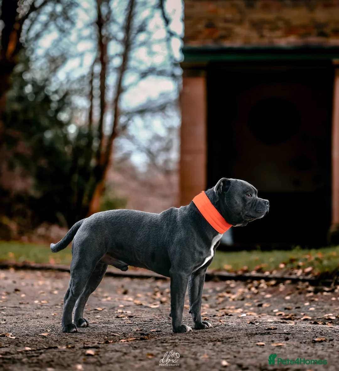 Staffordshire Bull Terrier dogs for stud: NARCOS! THE U.K’s FINEST STAFFY AVAILABLE NOW! in Nottingham - Advert 30