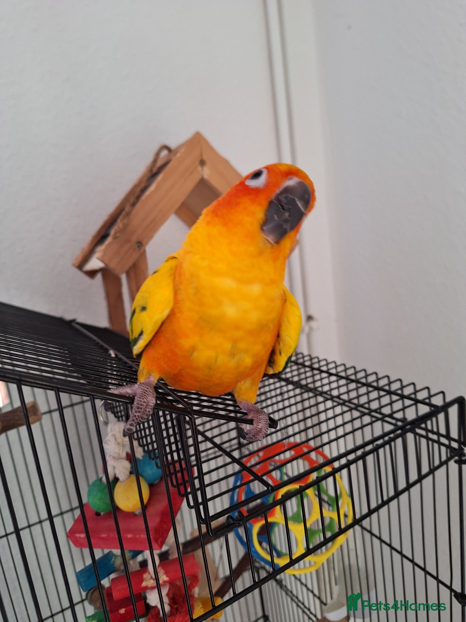 Conures birds Silly tame healthy baby sun conure - Advert 7