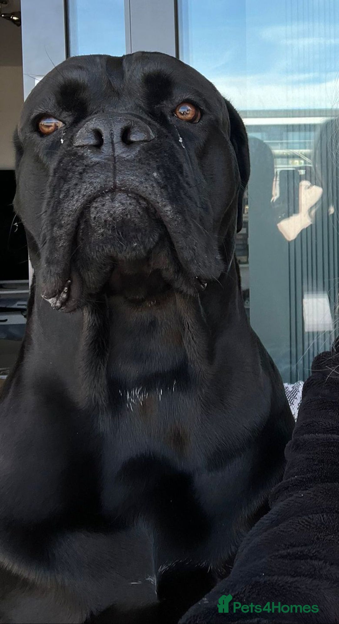 Cane Corso dogs for stud: Cane corso Rico Thor ready to stud in Bedford - Image 6