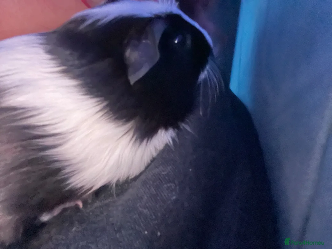 Guinea Pig rodents for sale: Oreo&Reggie in London - Advert 3