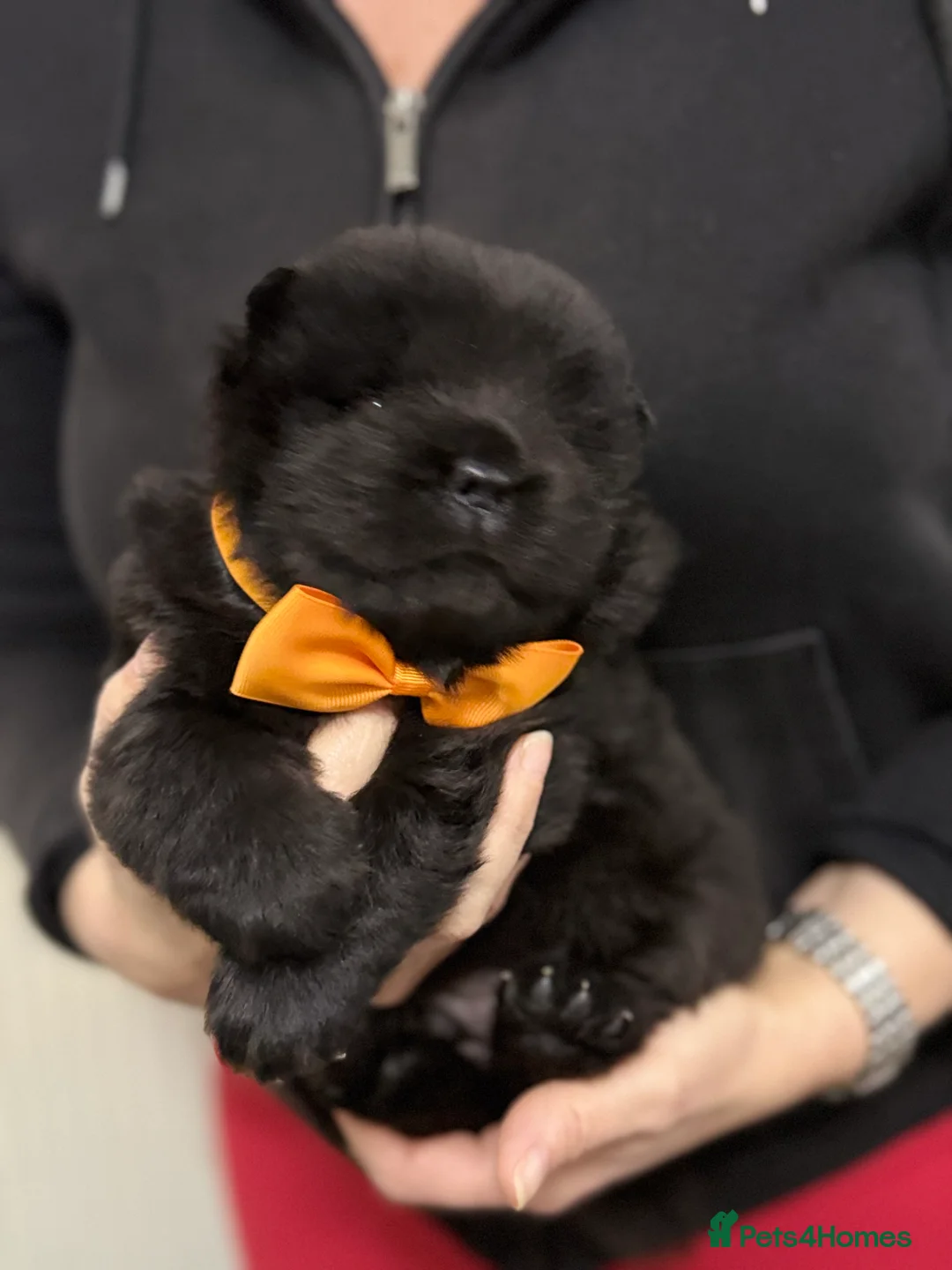 Chow Chow dogs for sale: Beautiful Chow Chow  in London - Advert 10